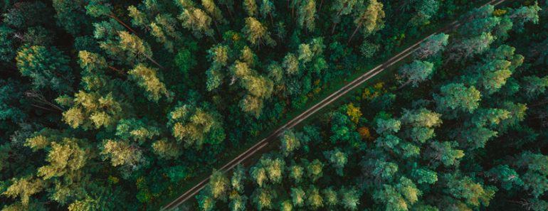 Pine,Forest,From,Above,,Fall,Season,,Forest,Road