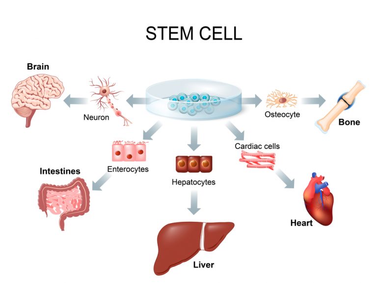 stem cell research how it works