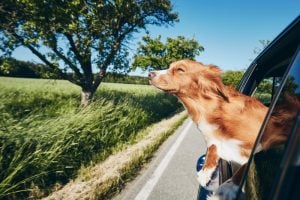 Why Do Dogs Like Sticking Their Head Out The Window?