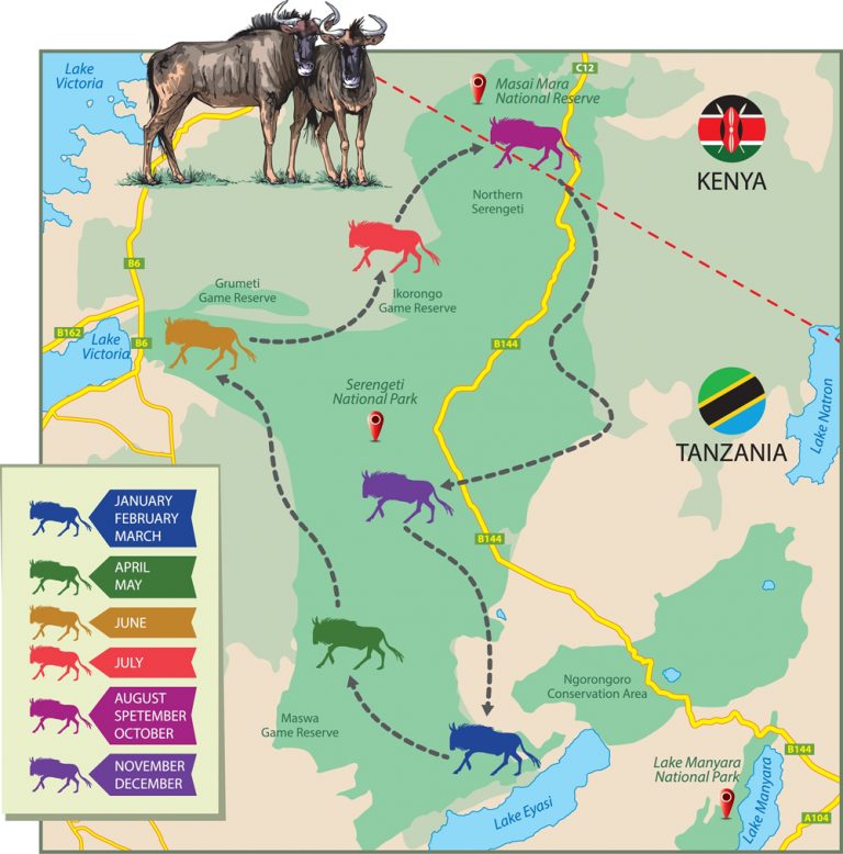 The Great Wildebeest Migration: Why Do Wildebeest Migrate? Science ABC
