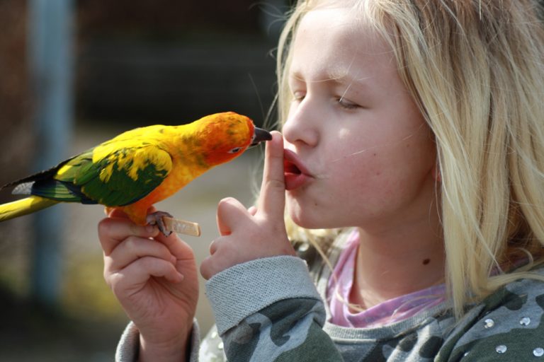 Why Do Parrots Mimic Human Speech? » Science ABC