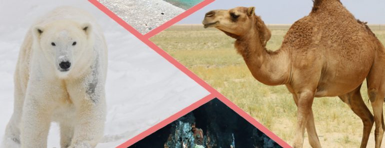 Polar bear, camel, hydrothermal vent and dead sea