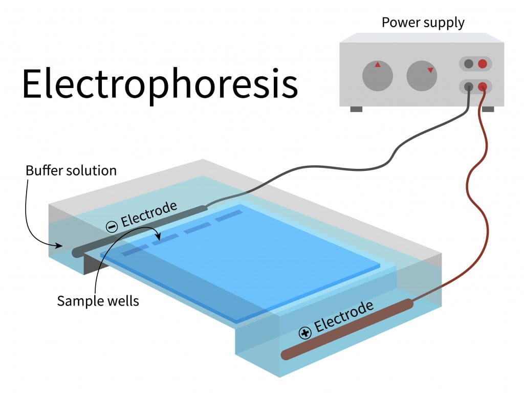 research articles about gel electrophoresis
