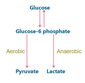 Lactate Test: Everything You Need To Know