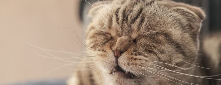 Cute cat Scottish Fold is about to sneeze, so she has a wrinkled nose and a funny muzzle. Close-up.