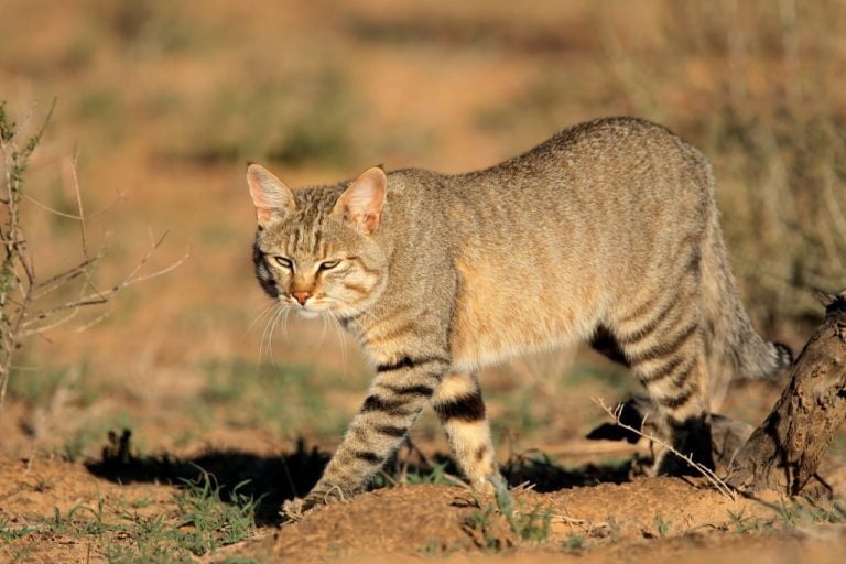 Why Do Cats Hate Water? » ScienceABC