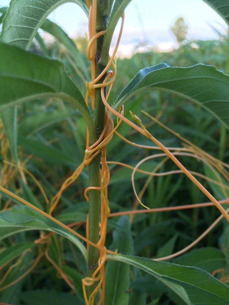 How Parasitic Dodder Plant Robs Off Host Plants Of Their Genes?