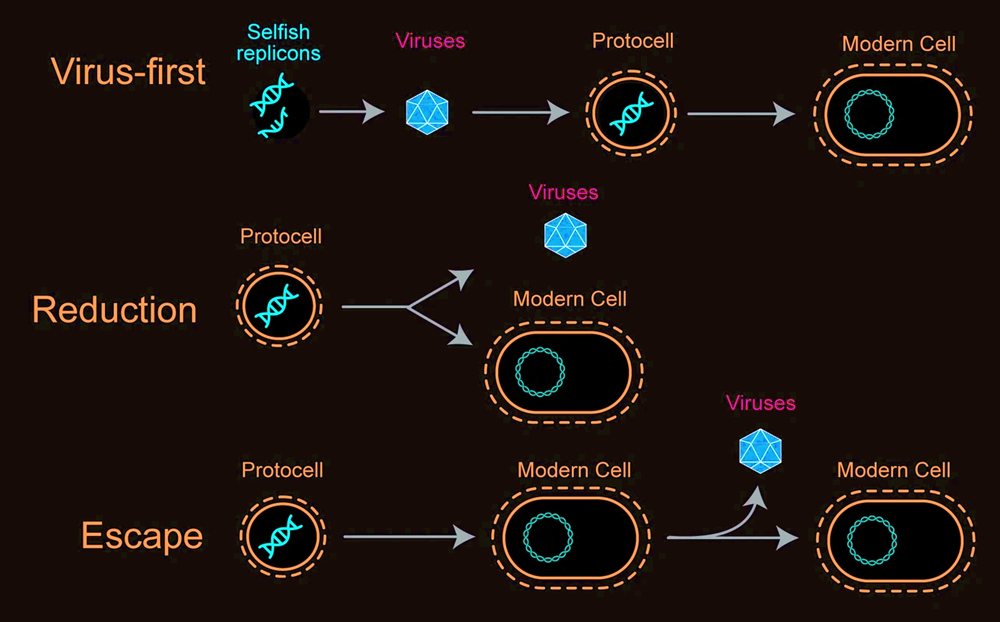 hypothesis for the origin of viruses