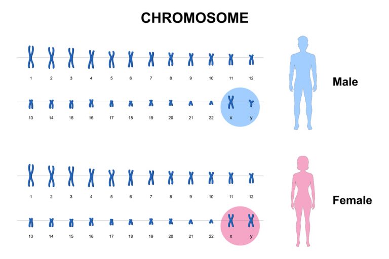 Is Superman Syndrome A Real Thing ScienceABC   Autosome And Sex Chromosome Normal Human Karyotype Men And Women. DNA Molecule. 768x512 