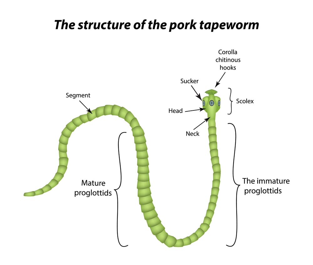 What Are Tapeworms And How Do They Grow?