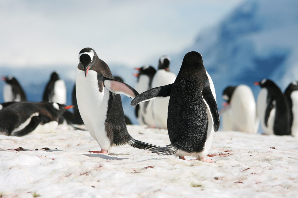 Antarctica's Snow Is Turning Green Due To Algal Growth, Study Finds