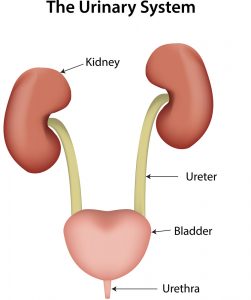 Urobilinogen: What Makes Our Urine Yellow In Color?