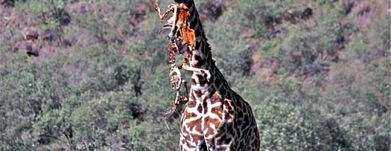 Masai Giraffe