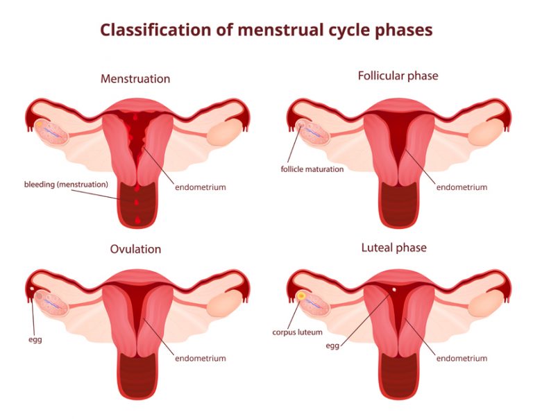 What Are The Phases Of The Menstrual Cycle Scienceabc 1238
