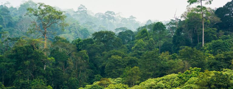 Tropical,Rainforest,khao,Yai,National,Park,Thailand