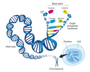 The Human Genome Project: Why It Took Two Decades To Sequence The Last ...