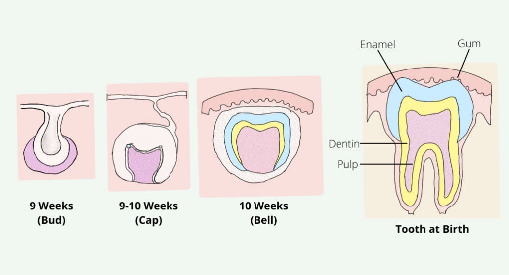 Where Do Teeth Come From? » ScienceABC