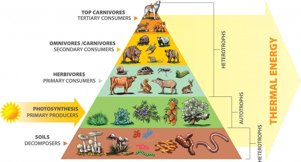 Human Food Chain Pyramid