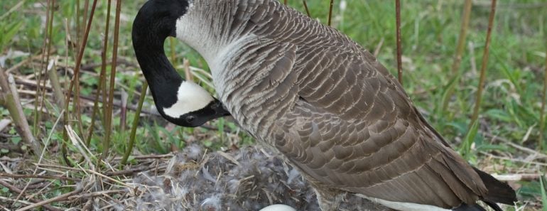 Mother,Goose,Incubating,A,Clutch