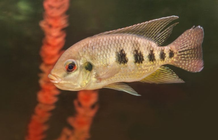 How Do Fish Nurture Their Young In Their Mouths? » ScienceABC