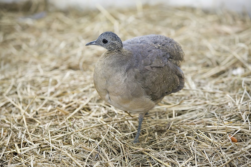 why-can-t-some-birds-fly-science-abc