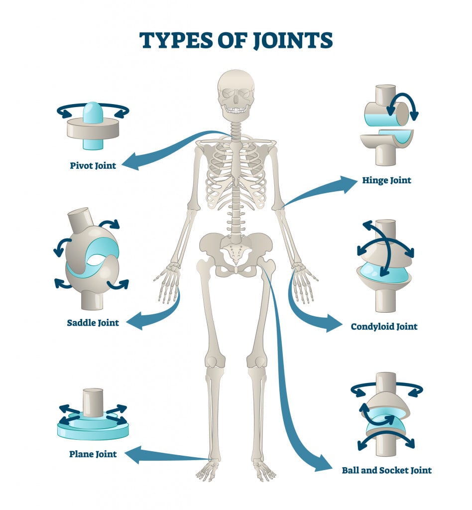 What Are The Different Types Of Joints In Our Body? » Science ABC