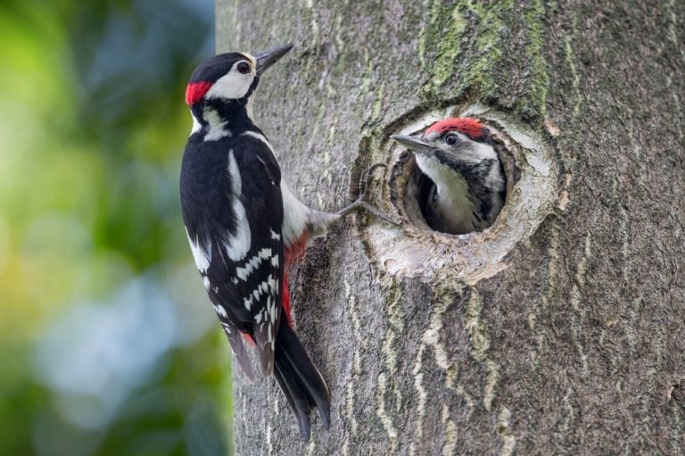 Woodpeckers Can Peck At Wood 20 Times Per Second How Do They Avoid