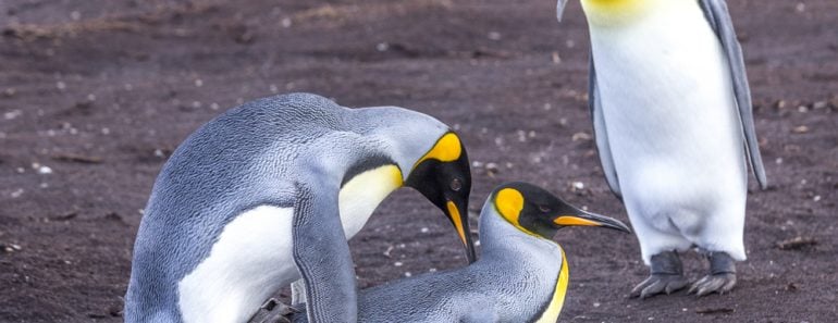 Mating,King,Penguins