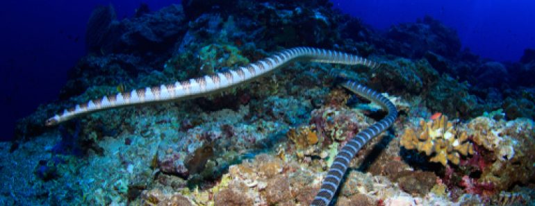 Underwater,Image,Of,Two,Poisonous,Sea,Snakes,Swimming,Towards,The