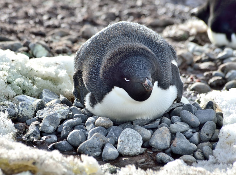 Why Do Penguins Cheat On Their Partners? » ScienceABC