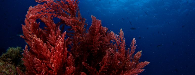 Asparagopsis,Algae,And,Sun,,Underwater,Image.