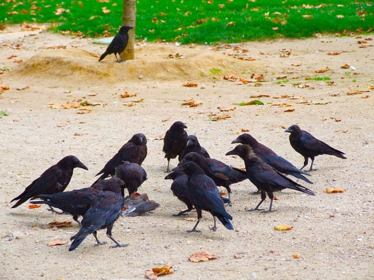 Do Crows Mourn Their Dead? » ScienceABC