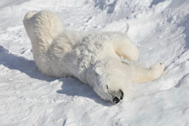 What's The Real Color Of A Polar Bear's Fur? (Hint: It’s Not White ...