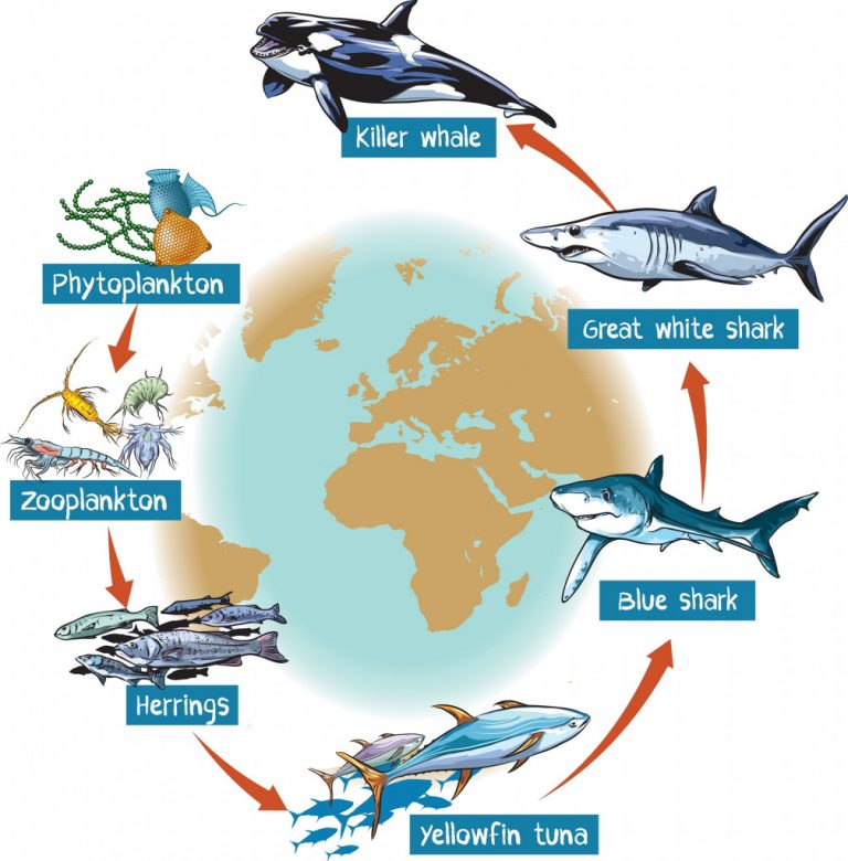 Enak E Cah Marine Food Chain Examples - vrogue.co