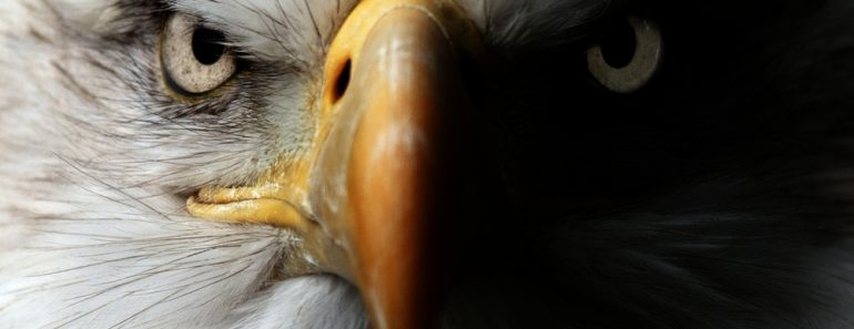 Eagle,Close,Up,Portrait