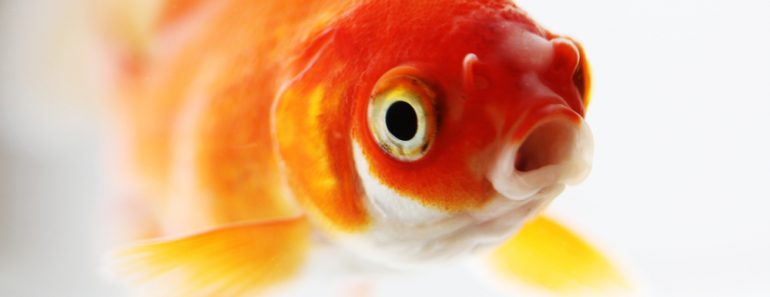 Large goldfish in small bowl