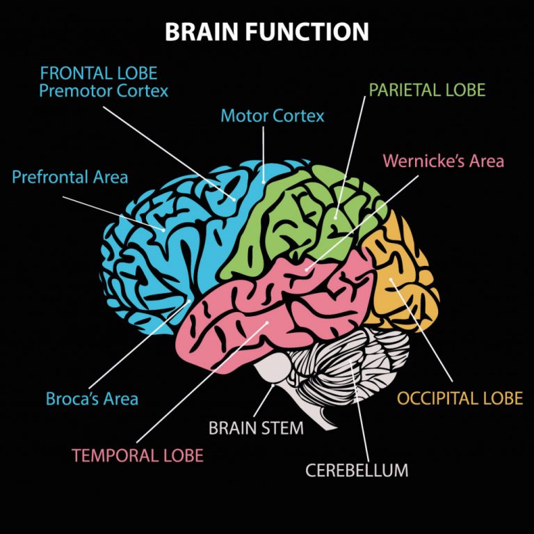 Why Do We Laugh And What Are The Different Kinds Of Laughter? » ScienceABC