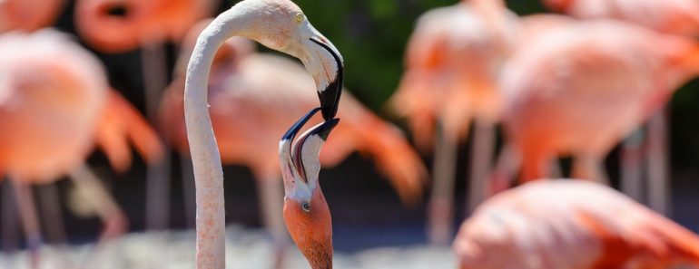 A,Flamingo,Feeding,A,Young,Flamingo,Crop,Milk.