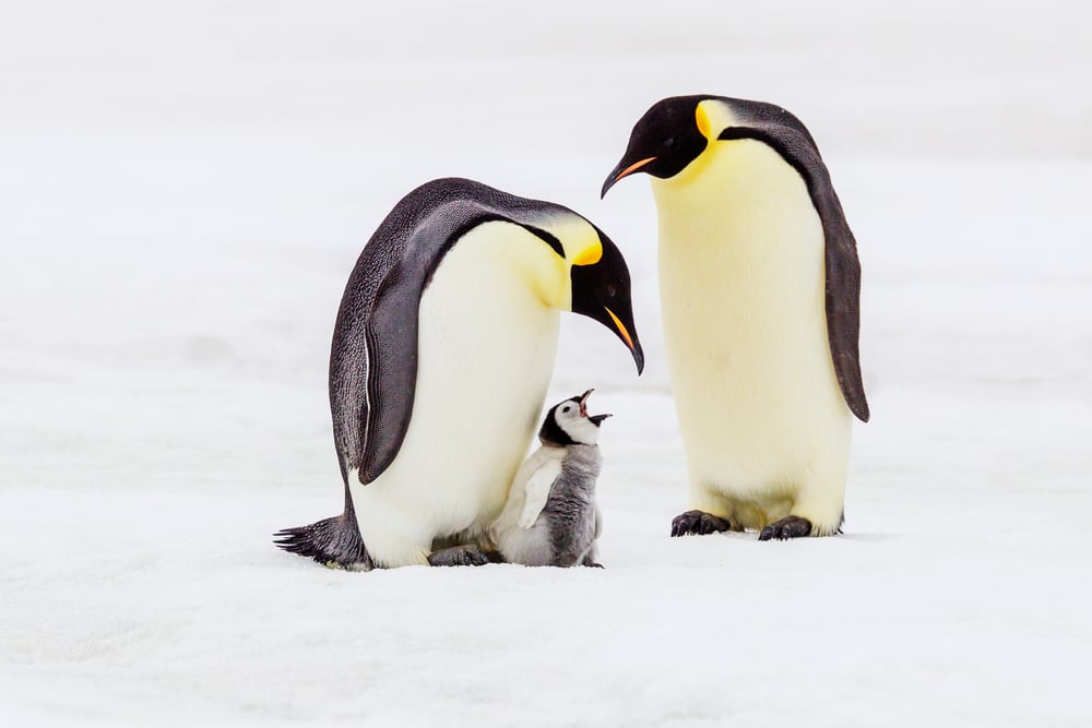 Do Birds Secrete Milk To Feed Baby Birds? » ScienceABC