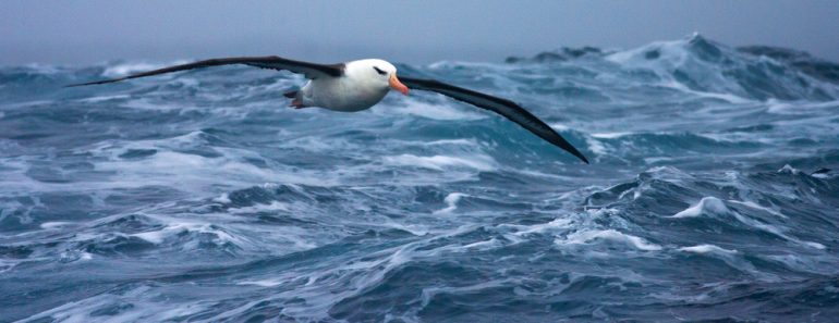 Black-browed,Albatross,(thalassarche,Melanophrys),In,Flight,Over,The,Southern,Atlantic