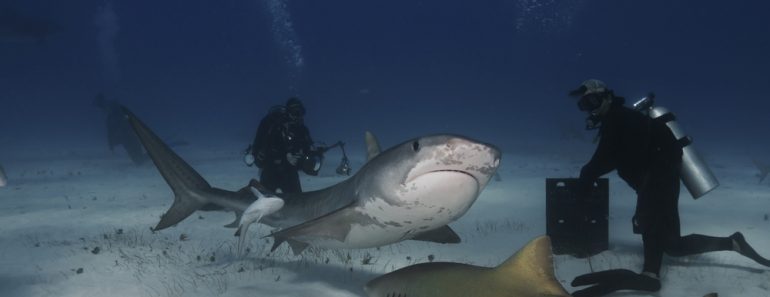 Divers,Brave,A,Pack,Of,Sharks,In,The,Bahamas