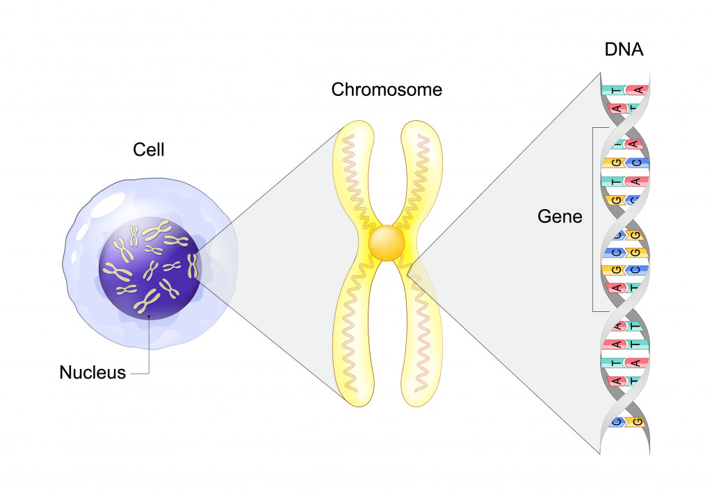 Can You Extract DNA From Cells At Home? » ScienceABC