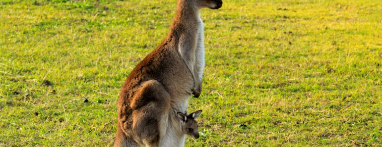 Australian,Kangaroo,Enjoying,The,Afternoon,Sun,In,A,Paddock,With