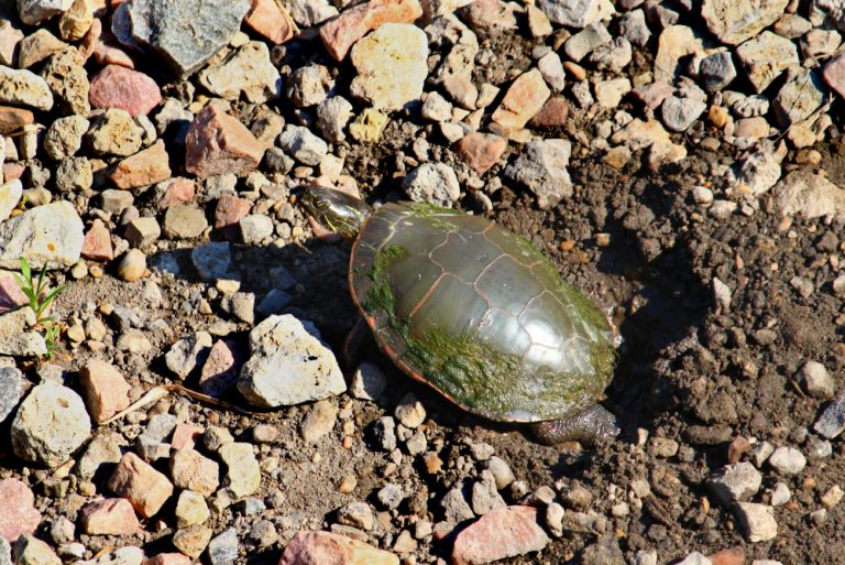 Can A Turtle Live Without Its Shell? » Scienceabc