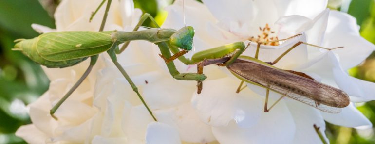 Praying,Mantis,Cannibalizing,Mate