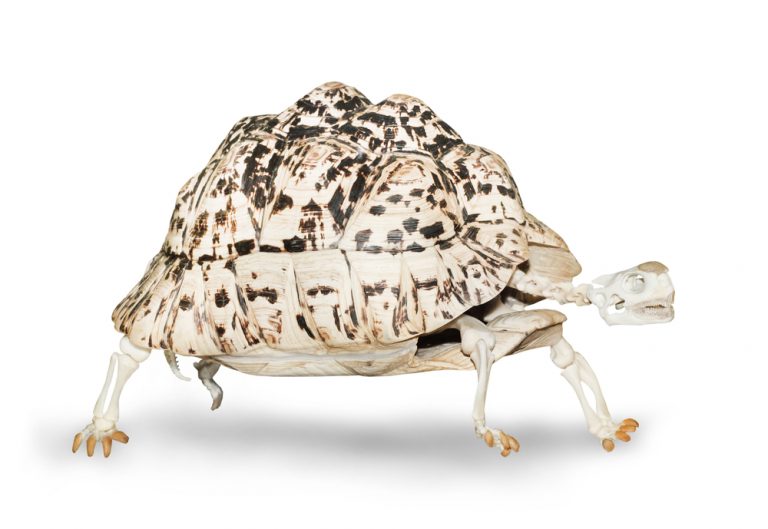 Can A Turtle Live Without Its Shell? » ScienceABC