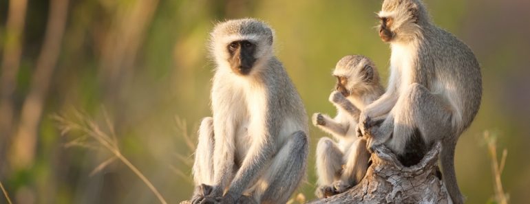 Three,Cape,Vervet,Monkeys,In,The,Sun