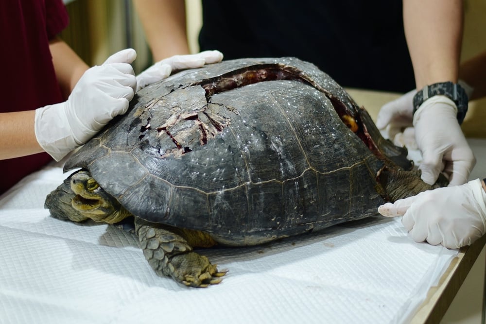 Can A Turtle Live Without Its Shell Scienceabc