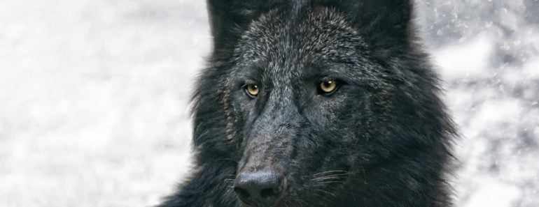 The,Black,Wolf