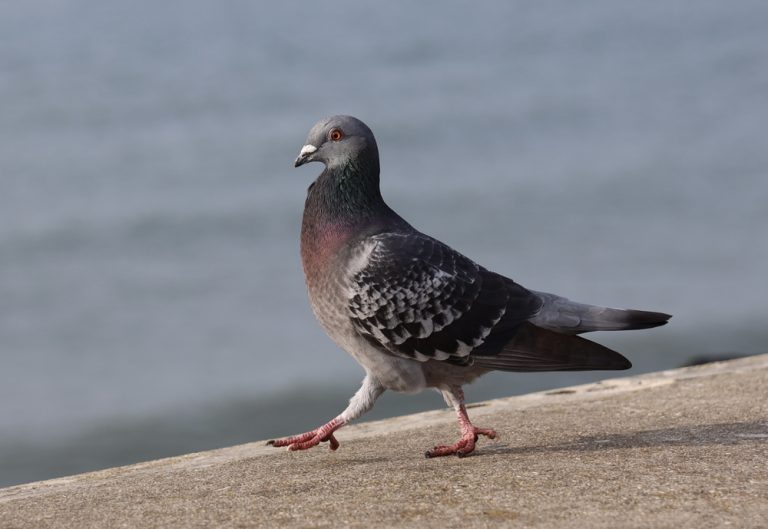 Why Do Pigeons Bob Their Heads When They Walk? » ScienceABC